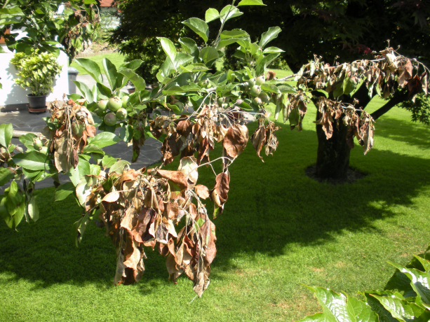 14.04.2014 - Feuerbrand