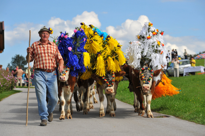 Almabtrieb in der Ferienregion Hohe Salve