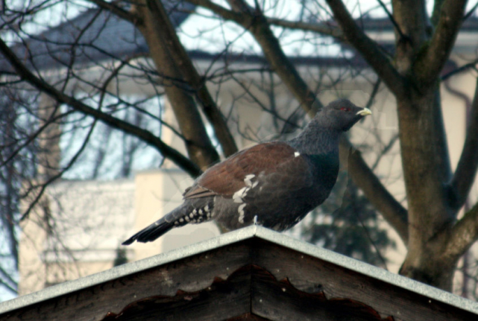 Auerhahn - fotografiert von Mag. Helga Petzer Auerhahn - fotografiert von Mag. Helga Petzer