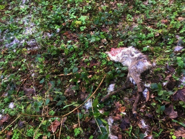 Gerissene Rehe im Wörgler Jagdgebiet