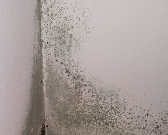 INFOABEND IN WÖRGL: SCHIMMEL IM WOHNBEREICH INFOABEND IN WÖRGL: SCHIMMEL IM WOHNBEREICH