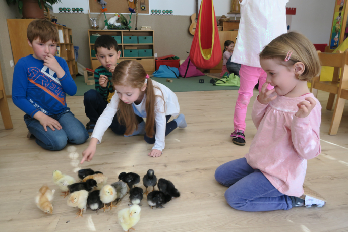 Küken im Pfarrkindergarten Wörgl
