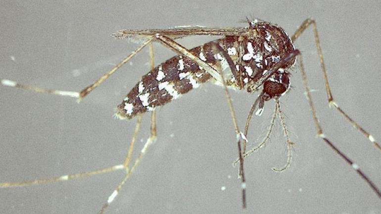 Tigermücken in Tirol weiterhin überwacht