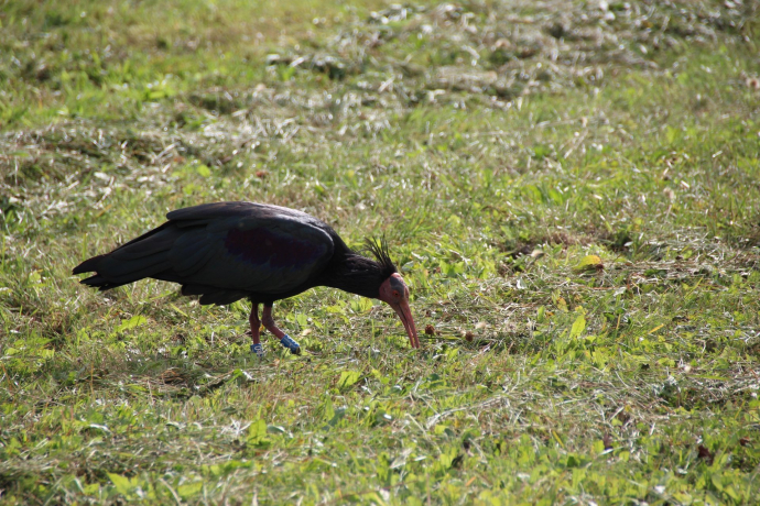 Waldrappkolonie legt Zwischenstopp in Kirchbichl ein