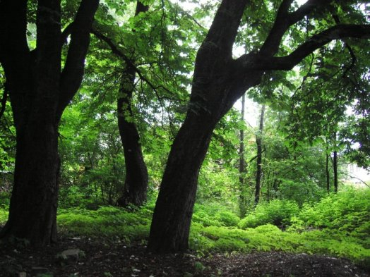 Wörgler Waldbestand