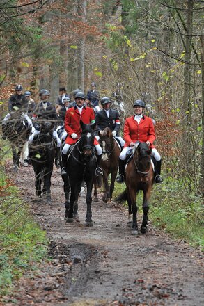 Fuchsjagd (c) Grießenböck