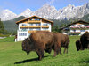 Aparthotel Sunrise mit seiner Bisonherde.