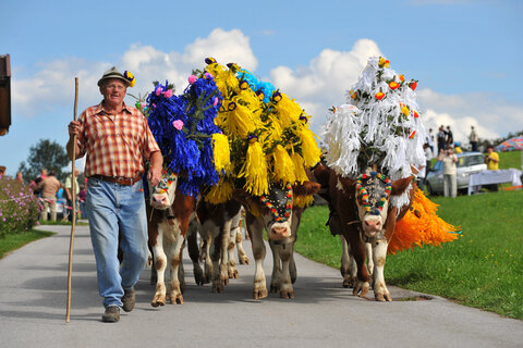 Almabtrieb in der Ferienregion Hohe Salve