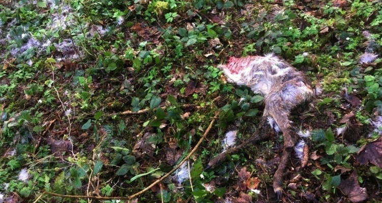 Gerissene Rehe im Wörgler Jagdgebiet Gerissene Rehe im Wörgler Jagdgebiet