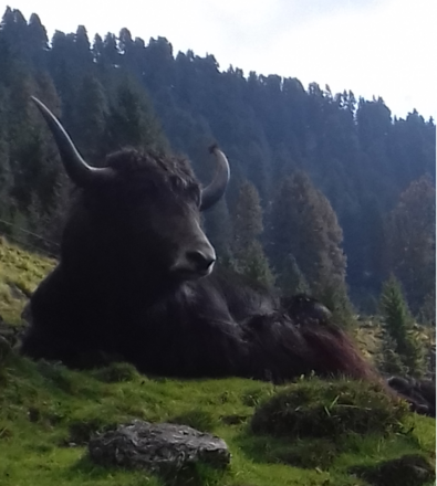 HardYak-Café in Schwoich