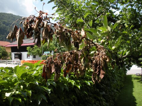Hochansteckende Baumkrankheit Feuerbrand