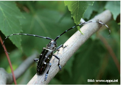 Info Asiatischer Laubholzbockkäfer