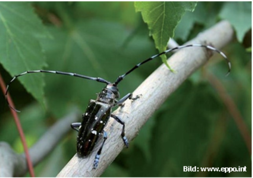 Info Asiatischer Laubholzbockkäfer - News - vivomondo - lebe deine welt