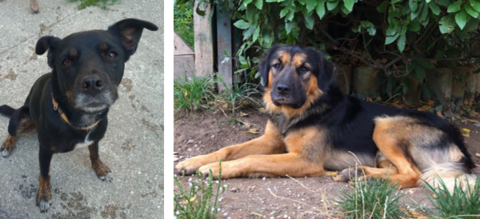 Lila & Chicho suchen ein Zuhause