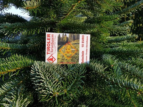 Regionale Christbäume als ideales Geschenk