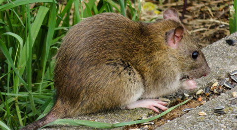Vermehrt Rattensichtungen in Wörgl: Stadtgemeinde beruhigt