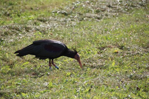 Waldrappkolonie legt Zwischenstopp in Kirchbichl ein