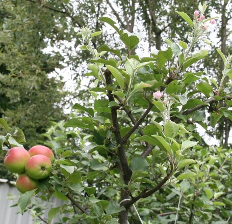         Foto, Apfelbaum mit Frucht und Blüte